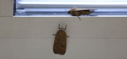 Dos mariposas plusia, en una ventana esta ma&ntilde;ana. 