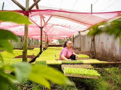 Elisete trabaja en su invernadero, en el municipio brasileño de Maravilha.