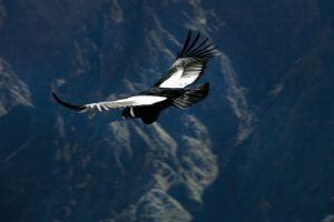 Desde la Cruz del Cóndor, mirador en el valle del Colca, los turistas divisan el vuelo majestuoso de esta ave.