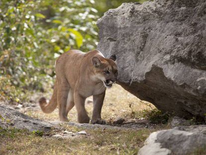 Imagen de archivo de un puma.