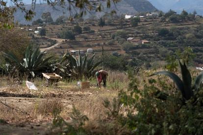 An ejidatario from Tecoltemi works in his milpa.  It's bean season. 