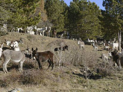 Manada de burros utilizada por el Gobierno de Aragón hasta 2013 para la limpieza de bosques, en los alrededores de la localidad oscense de Sabiñánigo.