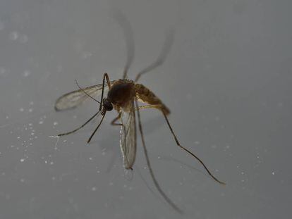 El Zika es transmet a través de mosquits.