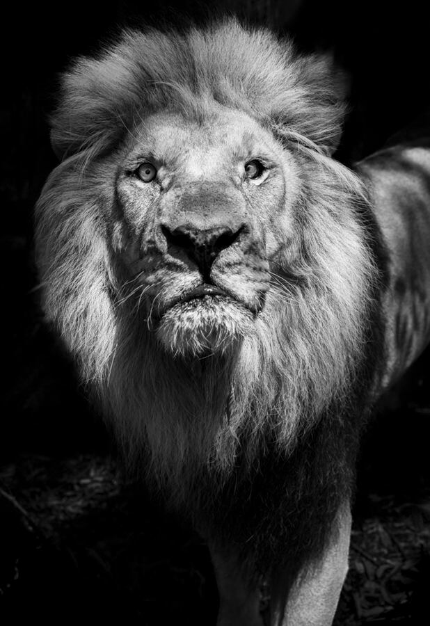 Un león, en la sabana (Sudáfrica). Especie vulnerable.