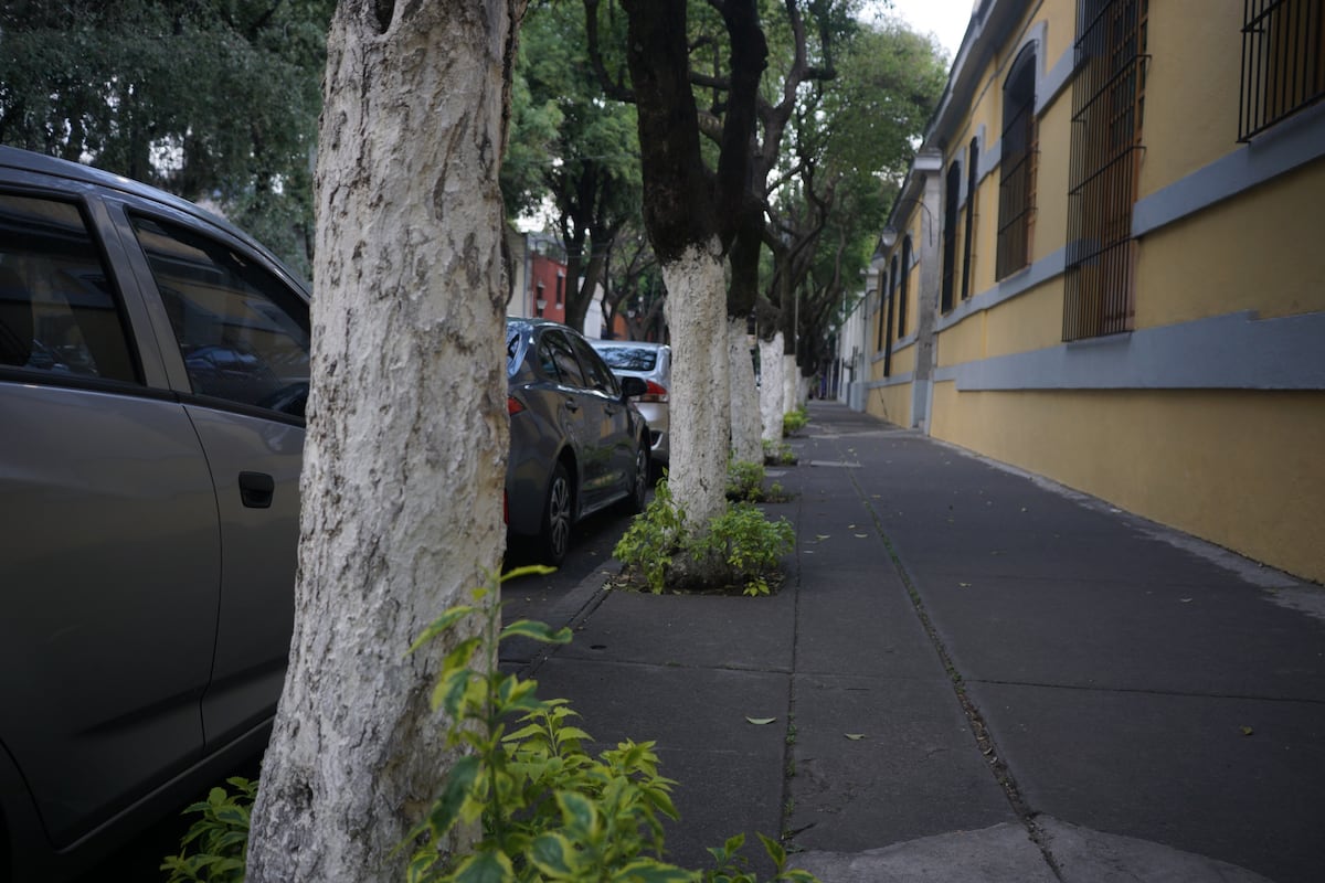 Si la cal que rodea los árboles de la Ciudad de México no sirve, ¿para qué la seguimos usando?