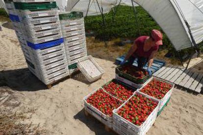 Una temporera marroquí transporta fresas.