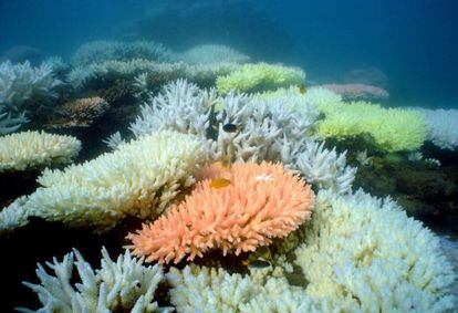 Corales de la isla de Halfway, Australia.