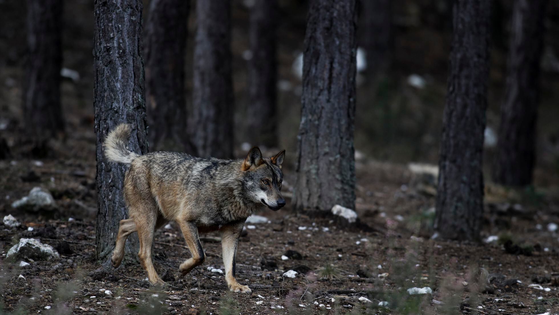 Protección animales em EL PAÍS Brasil