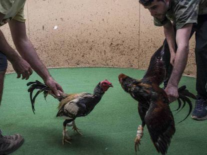 Entrenamiento de gallos de pelea en Gáldar, al norte de Gran Canaria.