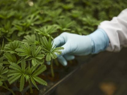 Un trabajador revisa un cultivo de marihuana medicinal en La Ceja, Antioquia, en noviembre de 2021.