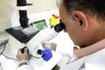 El biólogo Mariano García Arranz observa un cultivo de células.