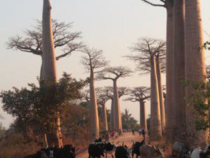 Un rebaño de zebús se pasea por la “Allée des Baobabs”, uno de los lugares turísticos más emblemáticos de la isla