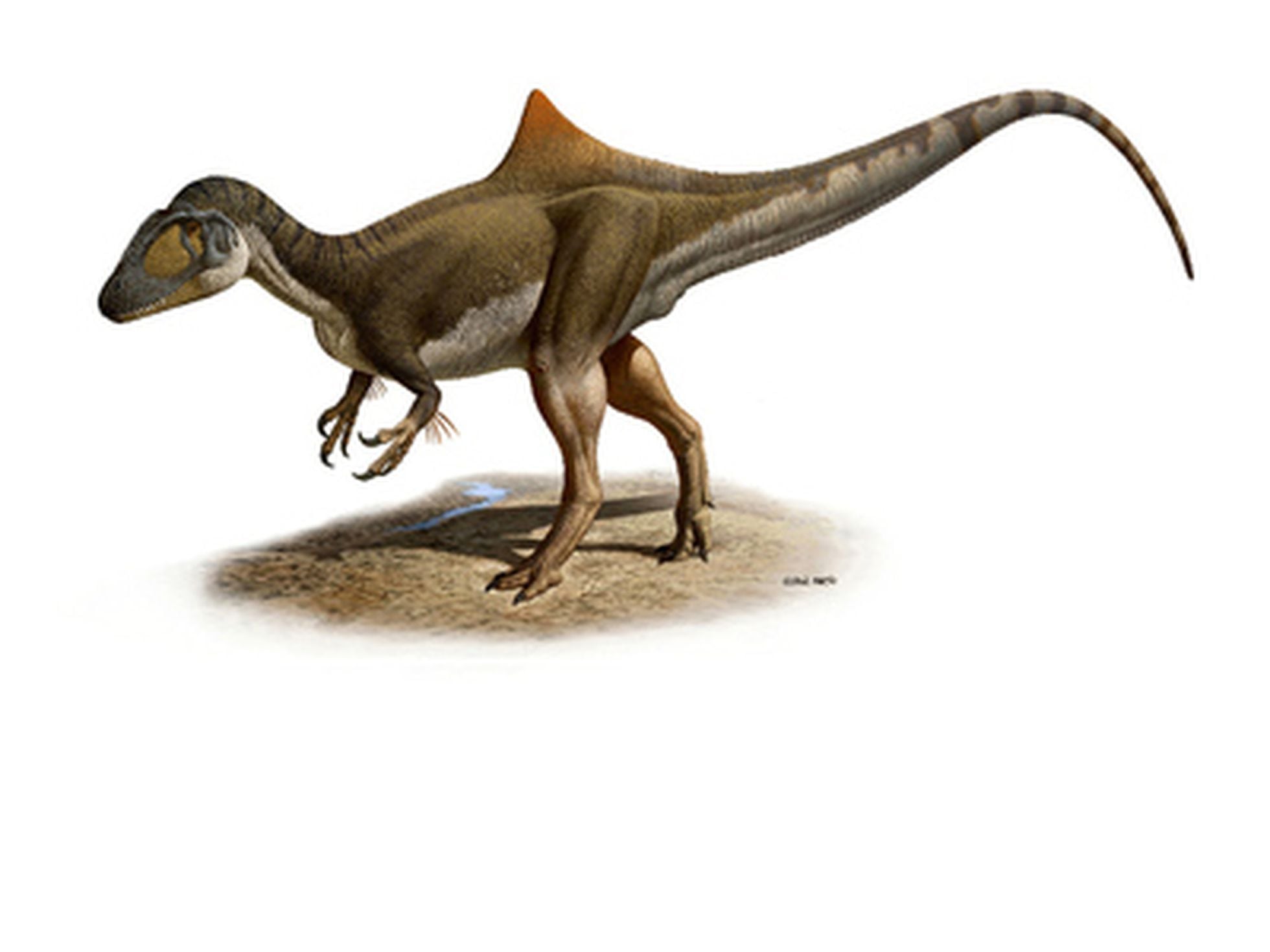 El gran (y jorobado) dinosaurio español | Sociedad | EL PAÍS