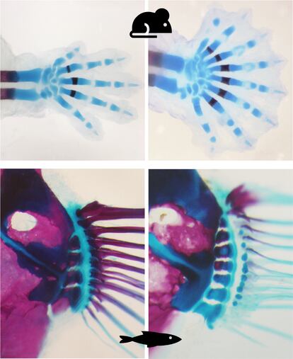 A la izquierda, la mano de un ratón y la aleta de un pez. A la derecha, la inactivación del gen Gli3 hace que se formen más dedos en la mano y más huesos en la aleta.