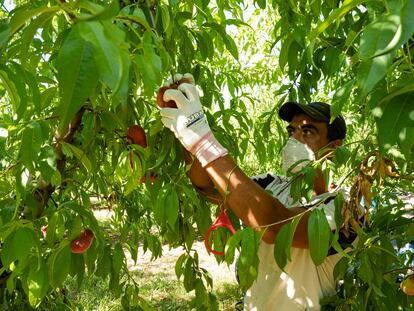 Un empleado de una finca de Lleida recoge fruta en el inicio de la campaña en una imagen de archivo.