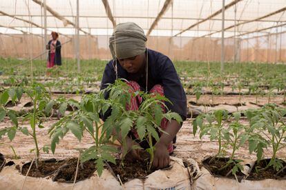 Fone Coulibaly ata plantas de tomate en uno de los invernaderos de Amadou Sidibe en Katibougou, Malí.