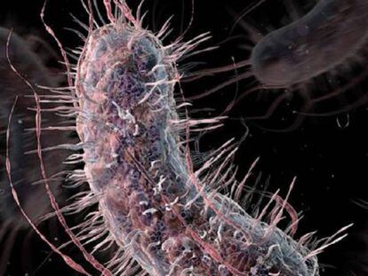 El bacteri 'E. Coli' pot desenvolupar resistència als antibiòtics més potents