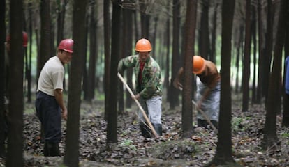 Trabajadores de una granja en China, en 2007.