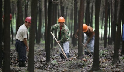 Trabajadores de una granja en China, en 2007. 