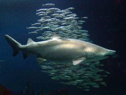 Tiburones a la deriva