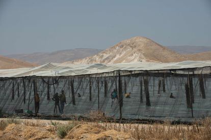 Trabajadores palestinos, en una plantación de colonos israelíes en el valle del Jordán.