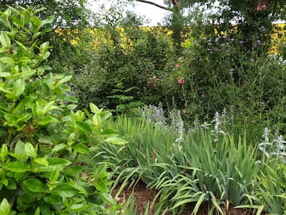 Diversas especias de plantas en un jardín de Madrid. / EDUARDO BARBA