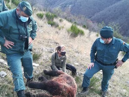 Imagen de la osa abatida este domingo de un disparo en Fuentes Carrionas (Palencia) distribuida por la Guardia Civil.