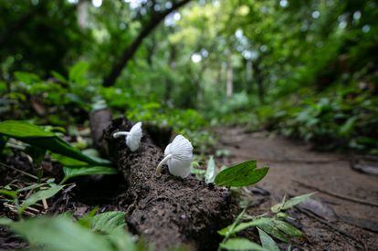 Hongos blancos que crecen sobre un tronco en descomposición, junto a uno de los senderos ecológicos.