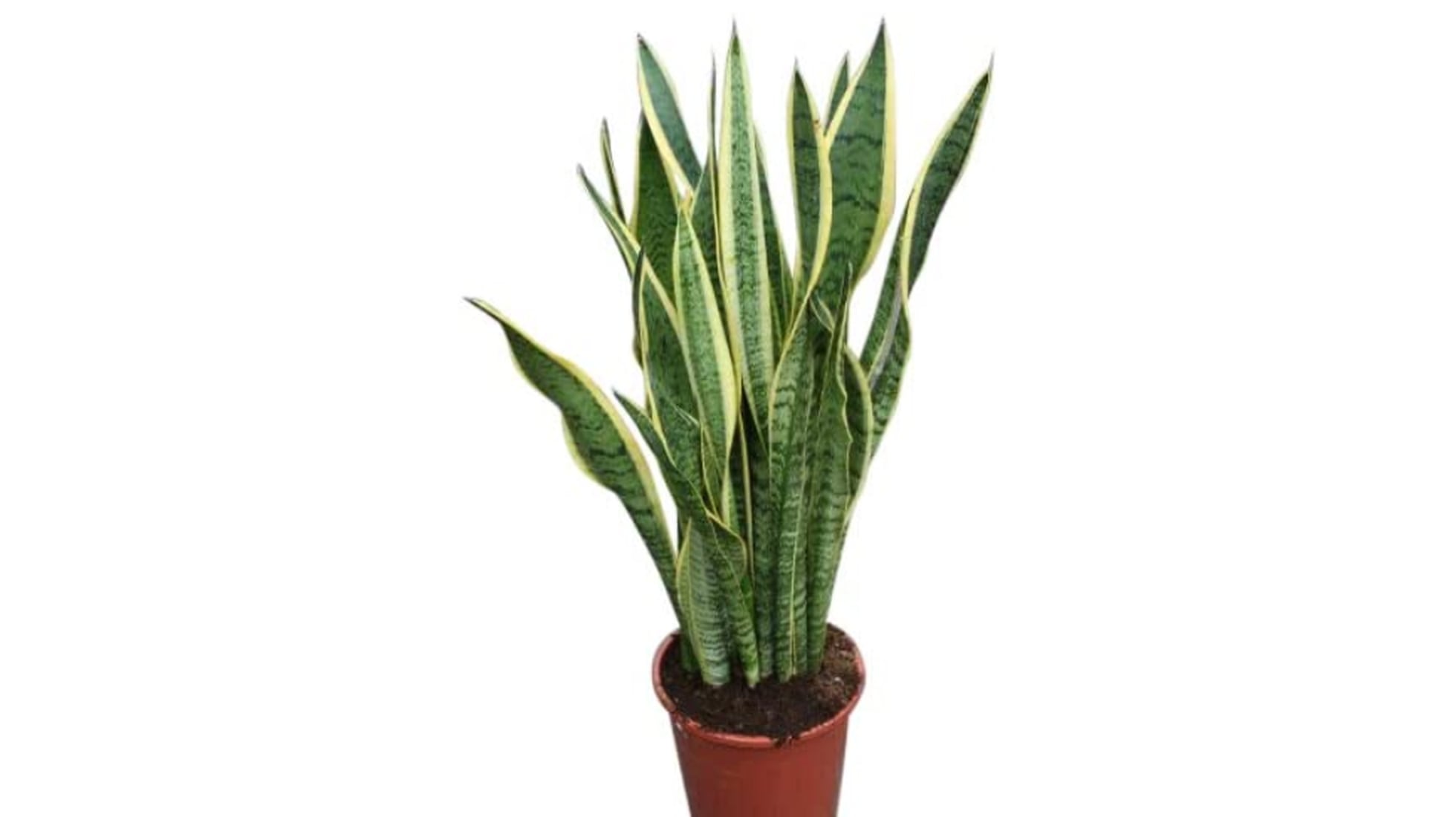 Decorando con la planta Sansevieria Trifasciata o Lengua de Suegra