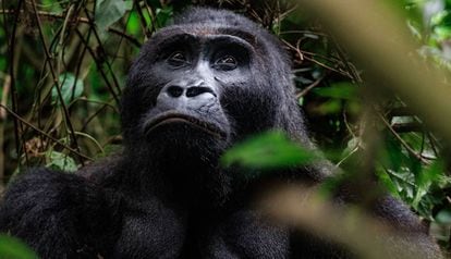 Bonne Année (Buen Año) es el nombre de este gorila, uno de los últimos ejemplares del parque nacional de Kahuzi-Biéga, en la República Democrática del Congo.