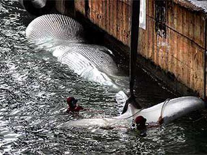 Una ballena muerta remolcada hasta el puerto de Barcelona