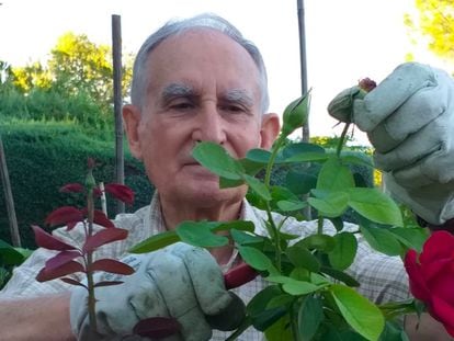Benito Cotarelo, maestro jardinero, cuidando de uno de sus rosales.