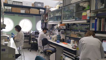 Tres investigadores en el laboratorio de nivel 1 (el más seguro) del CNB- CSIC.