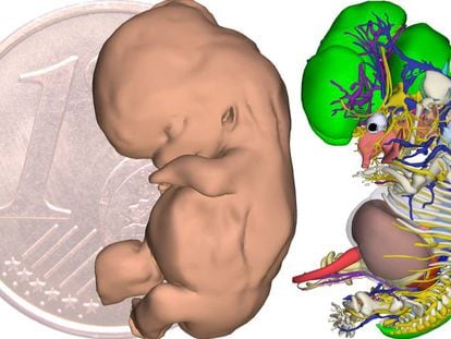 Piel, sistema cardiovascular, esqueleto y órganos de un embrión de 9 semanas.