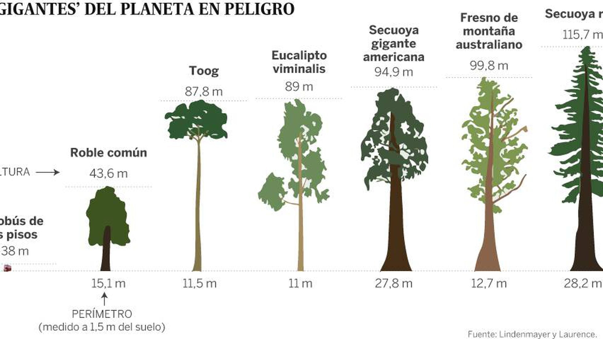 Los árboles más grandes del planeta se desvanecen | Ciencia | EL PAÍS