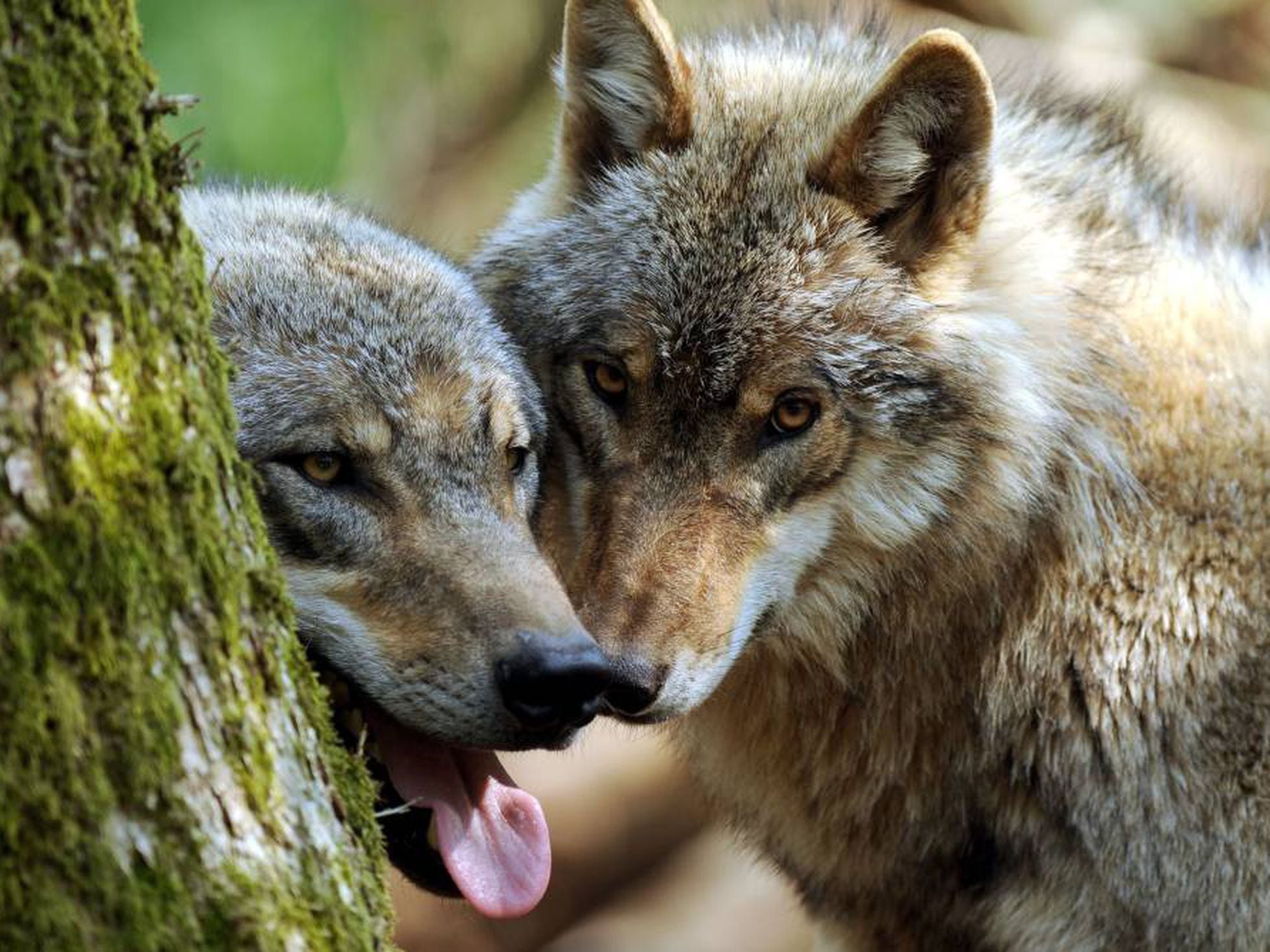 El lobo vuelve a Holanda 150 años después de su desaparición por culpa de  la caza | Mundo animal | EL PAÍS