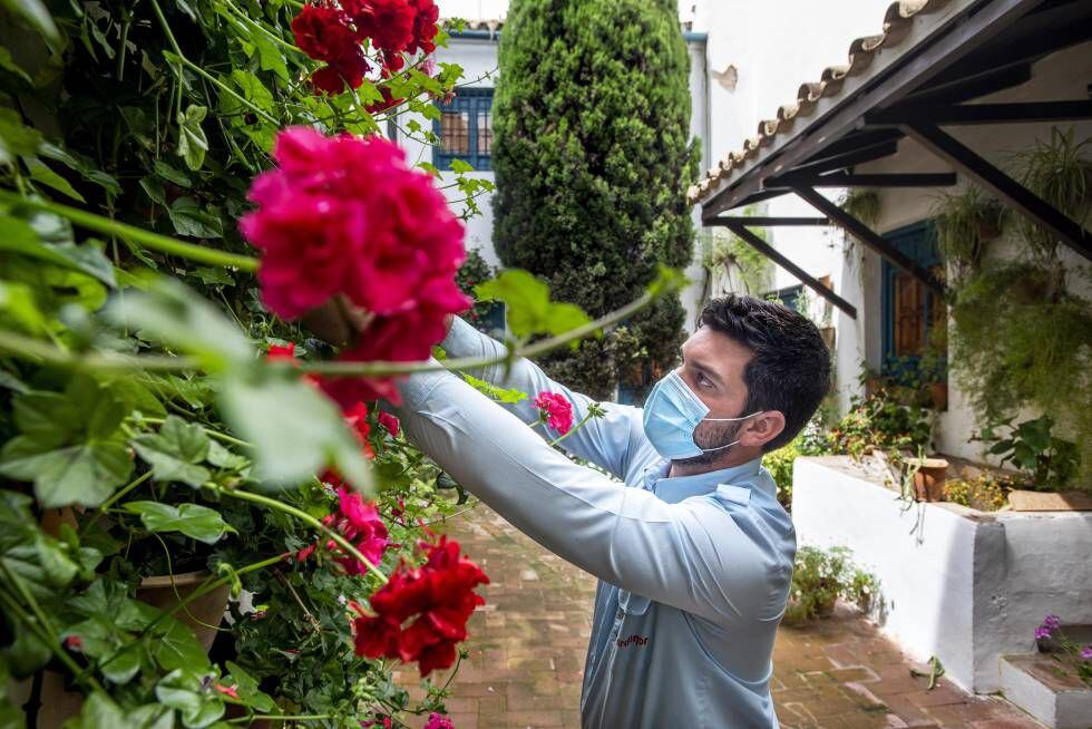 El jardinero del Palacio de Viana trabaja en el Patio de los Gatos, del siglo XIV, el más antiguo de Córdoba.