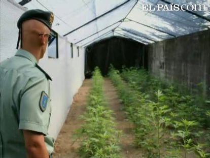 La Guardia Civil ha detenido a un matrimonio del municipio pontevedrés de Oia por cultivar la mayor plantación de marihuana descubierta hasta la fecha en Galicia. El matrimonio, casi sexagenarios, tenía 213 plantas de marihuana.