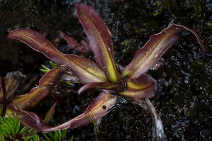 Pingucula L. found south of Ecuador.