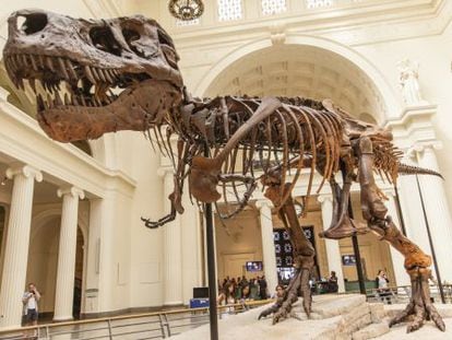 Esqueleto de tiranosaurio rex expuesto en el museo Field de Chicago. 