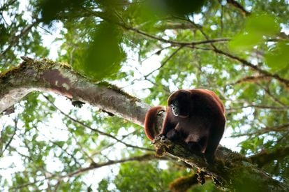El mono choro de cola amarilla es originario y exclusivo del norte de Perú se diferencia de otros por su cola de vellos dorados y sus 54 centímetros que lo hacen, además, el más grande del país.