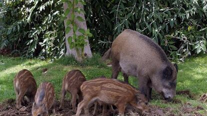 Jabalíes en Collserola.