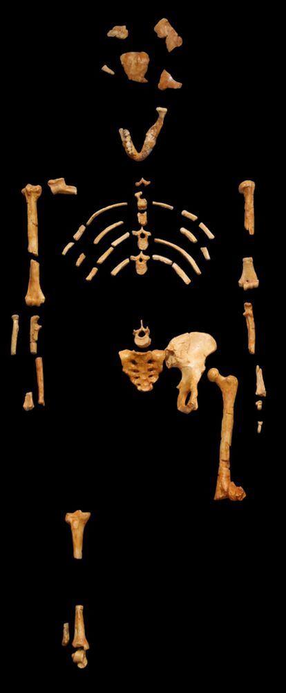 Fósiles descubiertos en Etiopía del esqueleto, casi completo, de la famosa hembra de australopiteco de hace 3,2 millones de años bautizada <i>Lucy</i>.