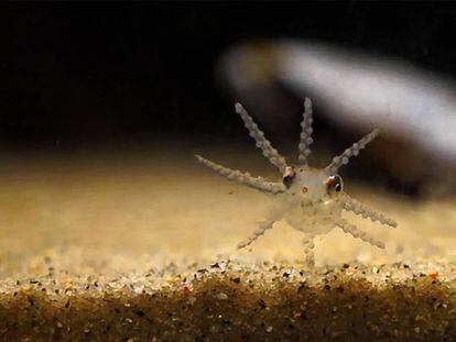 Pulpo juvenil de 55 días en el Instituto de Investigaciones Marinas (CSIC) de Vigo.