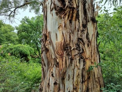 La característica corteza hecha jirones de un eucalipto en el Real Jardín Botánico de Madrid.