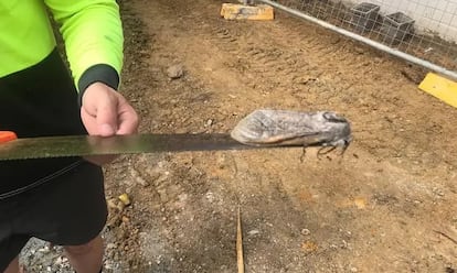 Specimen of the giant butterfly found in a school in Australia.