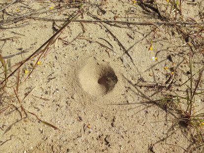 Una trampa de hormiga león en la arena, el insecto se entierra al fondo del cono para capturar las presas.