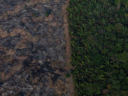 Selva amazónica afectada por incendios forestales en Porto Velho (Brasil).
