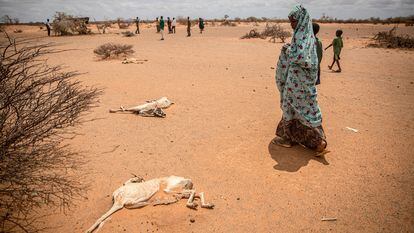 Una niña desplazada por la sequía camina junto a los cadáveres de cabras que murieron de hambre y sed en las afueras de Dollow, Somalia.