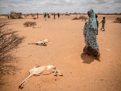 Una niña desplazada por la sequía pasa junto al cadáver de cabras muertas de hambre y sed en Somalia en las afueras de Dollow, en abril de 2022.